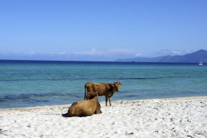 Plage de Saleccia