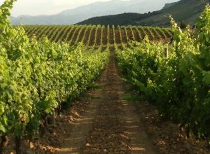 Vin-domaine-Gentile