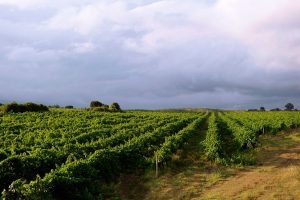 Domaine-casabianca