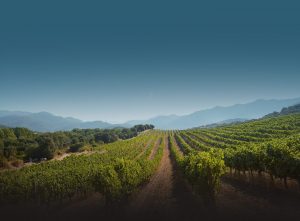domaine-fiumicicoli-corse