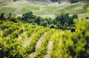 Domaine_San_Micheli