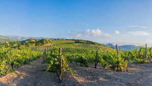 domaine torraccia